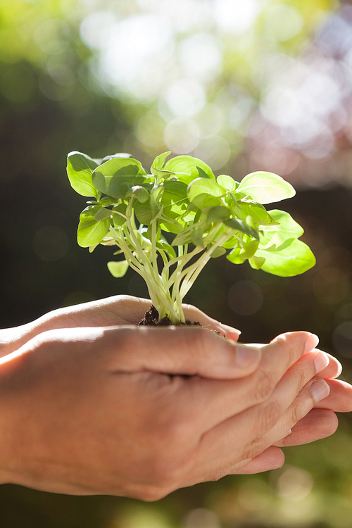 Close-up of cropped woman hands holding seedlings during sunny day