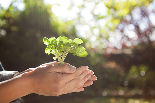 Cropped image of woman holding seedling in cupped hands at backyard