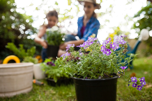 Close-up of purple flowering plants with mother and daughter gardening in background