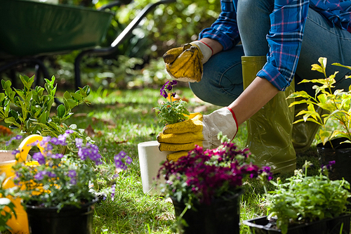 Midsection of woman wearing gloves holding potted plant while crouching on field in backyard