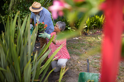 Senior couple planting flowers while gardening in yard