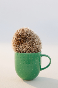 Close-up of porcupine in mug against white background