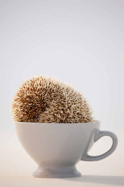 Close-up of porcupine in cup against white background
