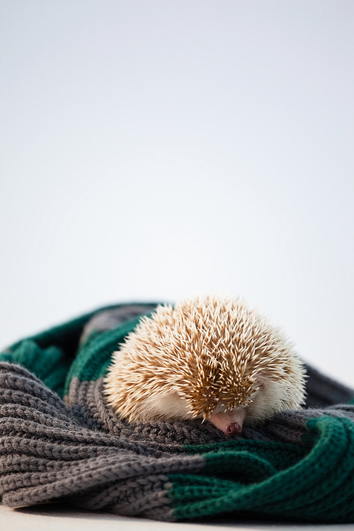 Close-up of porcupine on woolen cloth against white background