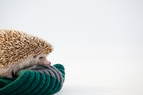 Close-up of porcupine on woolen cloth against white background