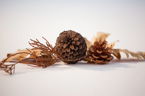 Close-up of pine cone and autumn leaves on white background