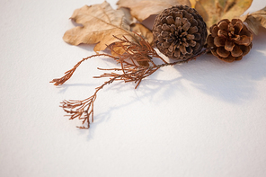 Close-up of pine cone and autumn leaves on white background