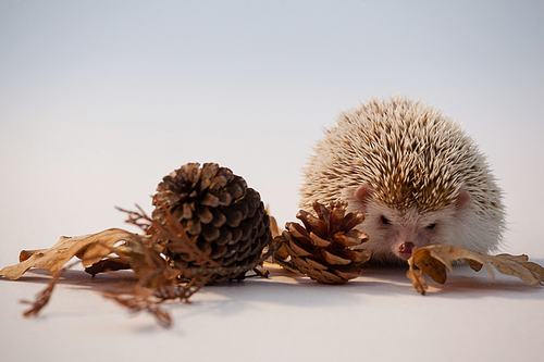 Close-up of porcupine with pine cone and autumn leaves on white background