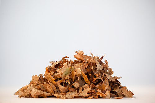 Pile of autumn leaves against white background