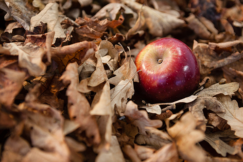 Close-up of autumn leaves with apple