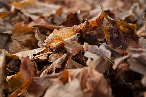 Full frame of autumn leaves