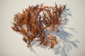 Overhead of dried autumn leaves on white background