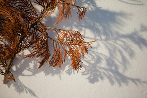 Close-up of dried autumn leaves on white background