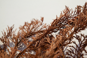 Close-up of dried autumn leaves on white background