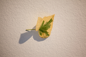 Overhead of autumn leave on white background