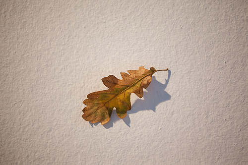 Overhead of autumn leave on white background
