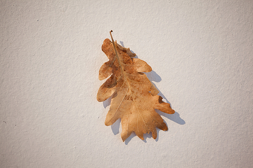 Overhead of autumn leave on white background