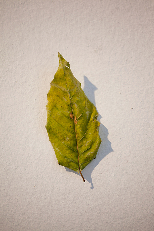 Overhead of autumn leave on white background