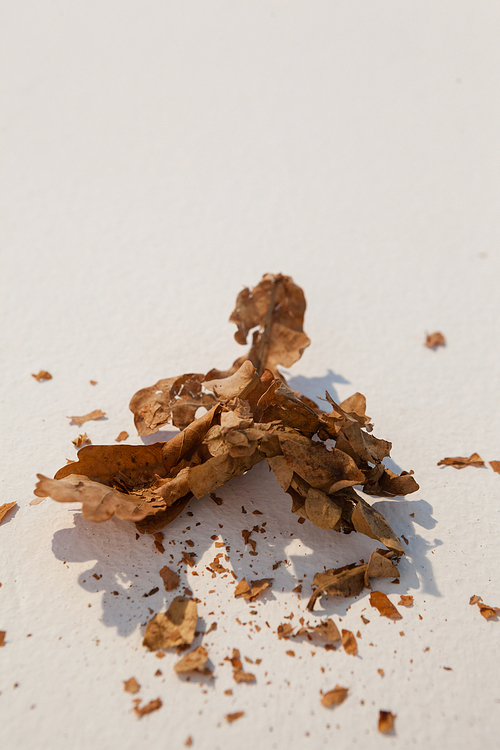 Close-up of dried autumn leave on white background