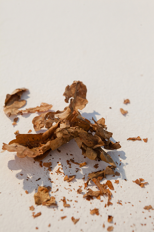 Close-up of dried autumn leave on white background