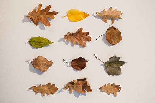 Various types of autumn leaves on white background