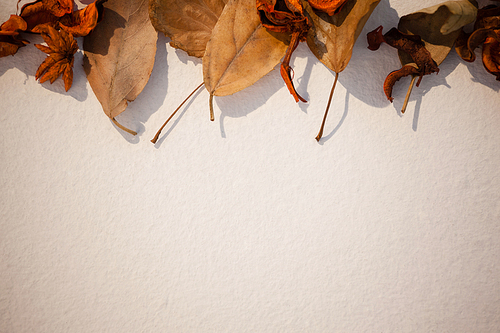 Overhead of autumn leaves on white background