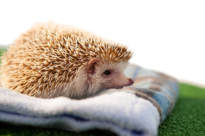 Close-up of porcupine on towel