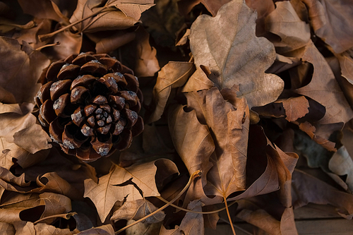 Close up of pine come on dry leaves