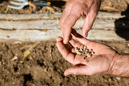 Close-up of man holding seeds in farm on a sunny day