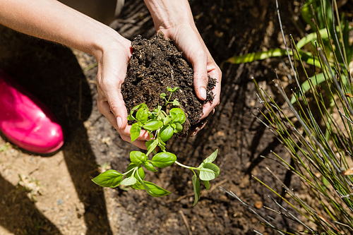 Close-up of woman planting sapling in garden on a sunny day