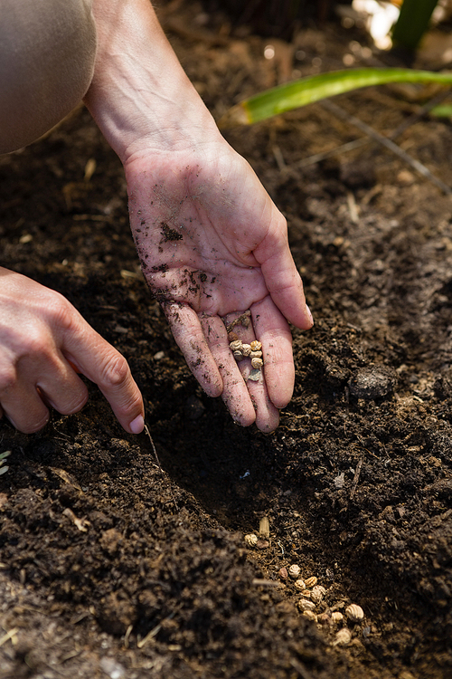 Mid section of woman planting seeds in garden on a sunny day