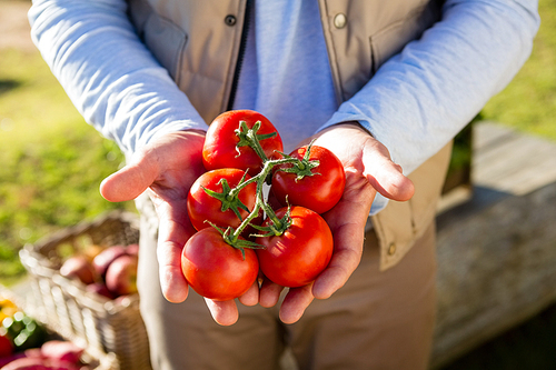 Mid section of farmer holding fresh cherry tomatoes