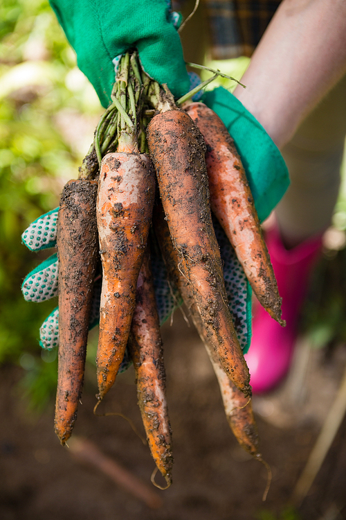 Close-up of woman holding harvested carrots in field