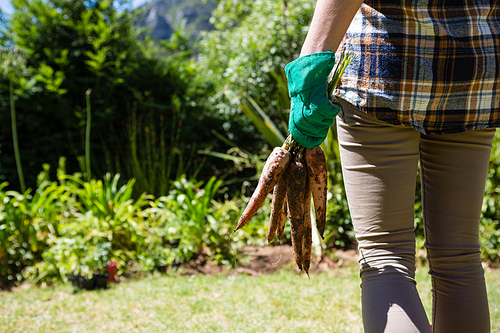 Mid section of woman holding harvested carrots in garden on a sunny day
