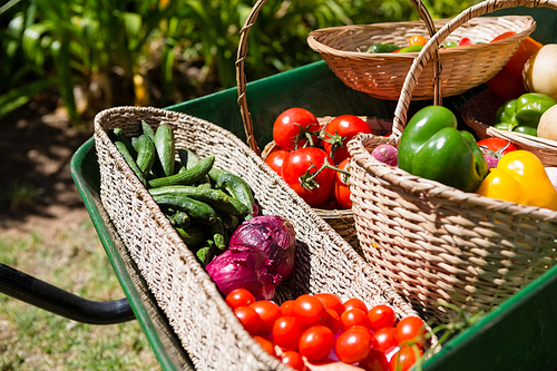 Various fresh vegetables in wheelbarrow at farm