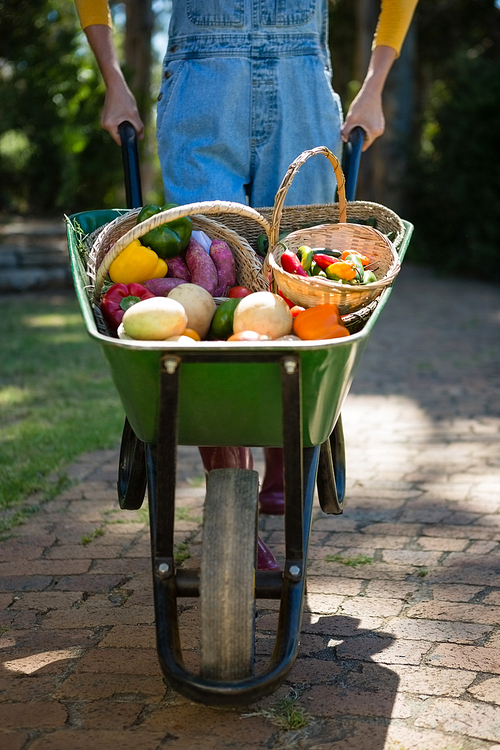 Mid section of woman holding fresh vegetables in wheelbarrow