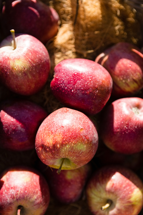 Close-up of fresh apple on a sunny day