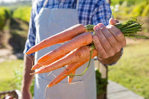 Mid-section of farmer holding harvested carrots in field