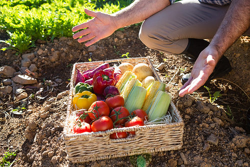 Low section of man with a basket of fresh vegetables in farm