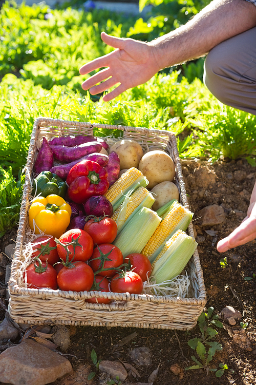 Mid section of man with a basket of fresh vegetables in farm