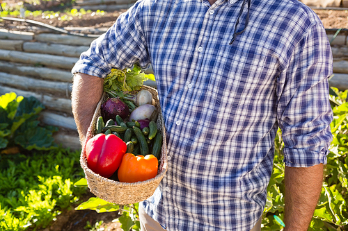 Mid section of man holding a basket of fresh vegetables in farm
