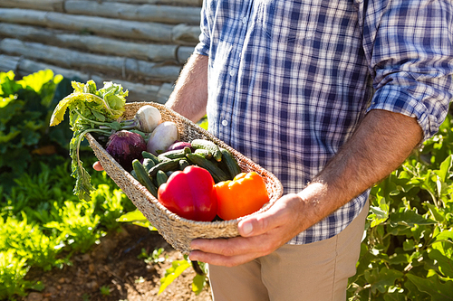 Mid-section of farmer holding a basket of fresh vegetables in vineyard