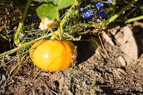 Pumpkin growing in field on sunny day