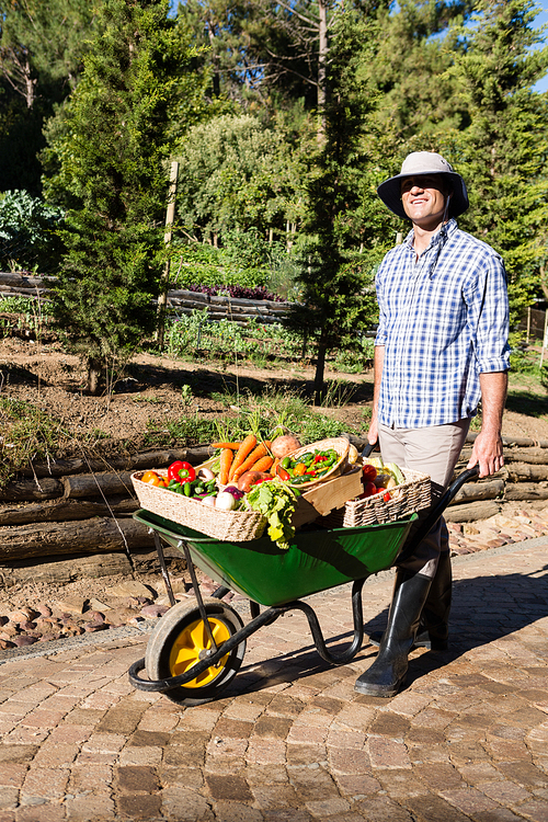 Portrait of happy farmer holding fresh vegetables in wheelbarrow