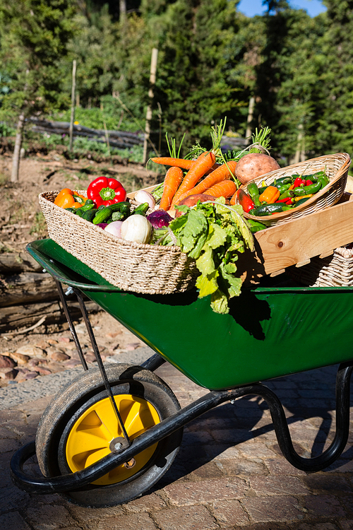 Close-up of various fresh vegetables in wheelbarrow