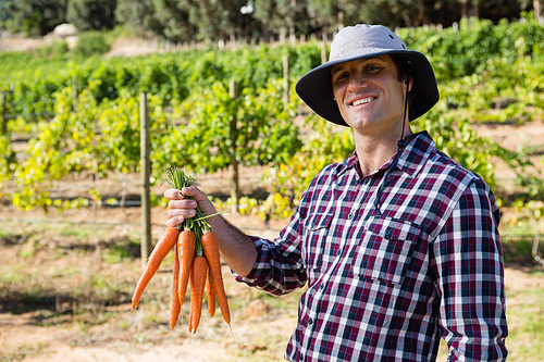 Portrait of farmer holding harvested carrots in field