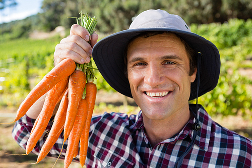 Portrait of farmer holding harvested carrots in field