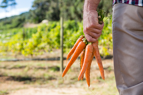Close-up of farmer holding harvested carrots in field