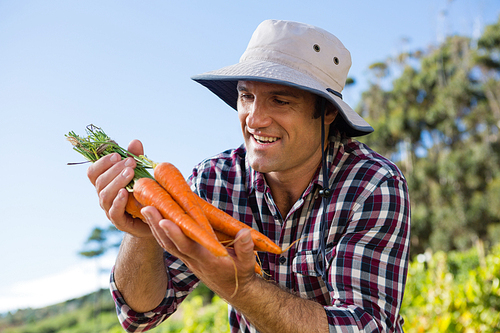 Farmer holding harvested carrots in field on a sunny day