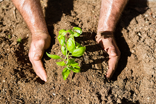 Close-up of man planting sapling in garden on a sunny day